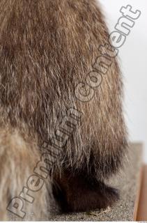 Badger tail photo reference 0005